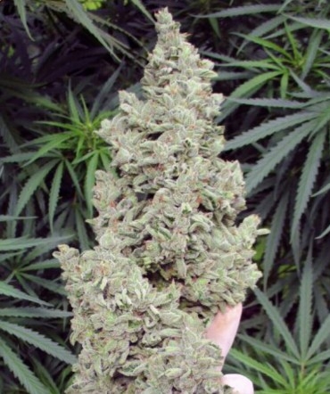 Ripley&#039;s OG Marijuana Seeds