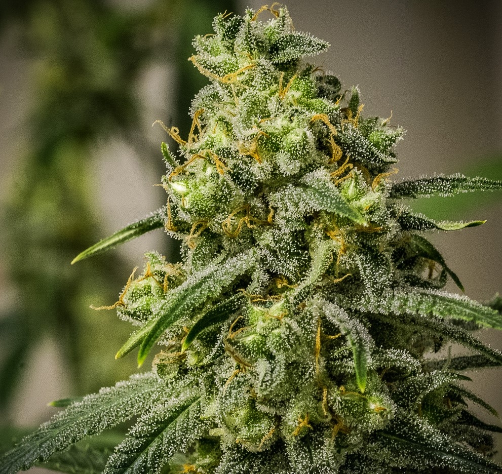 Rosetta Stone by Brothers Grimm Seeds