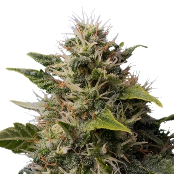 Royal Moby by Royal Queen Seeds