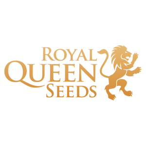 Haze Berry by Royal Queen Seeds