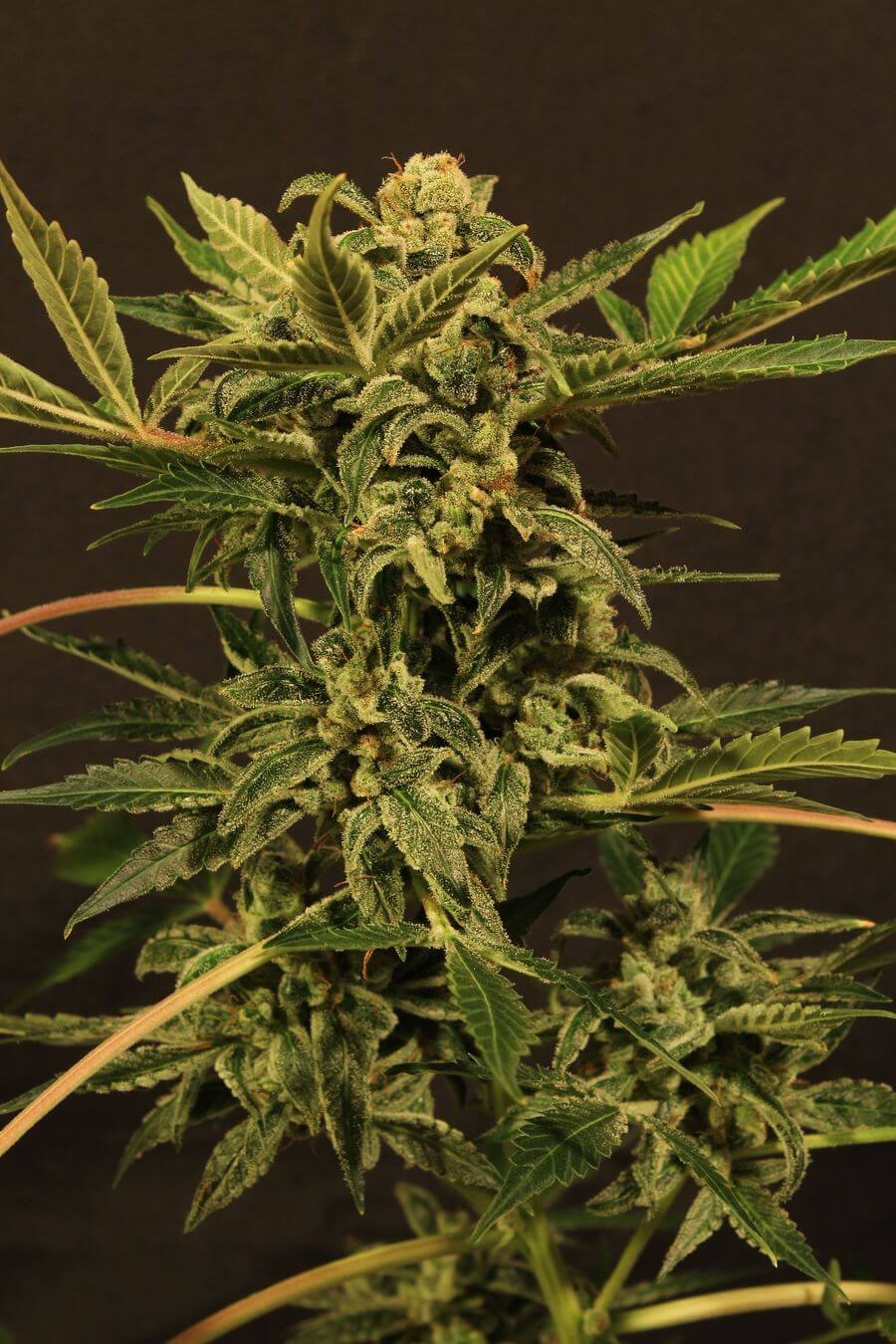 Russian Automatic by Exotic Seed