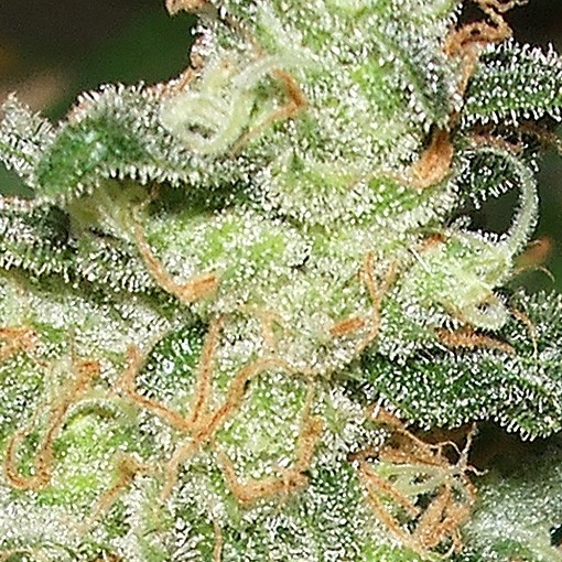 Russian Snow Marijuana Seeds