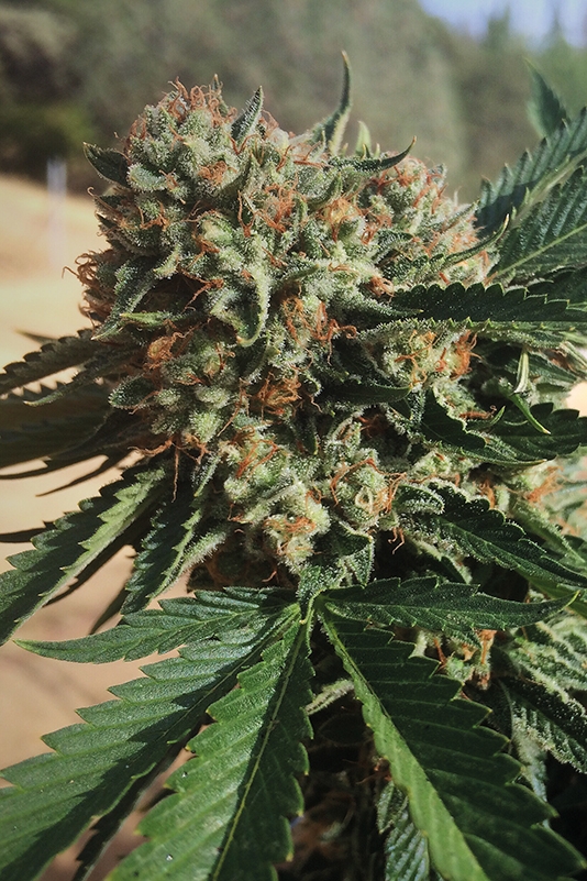 Sapphire OG Marijuana Seeds