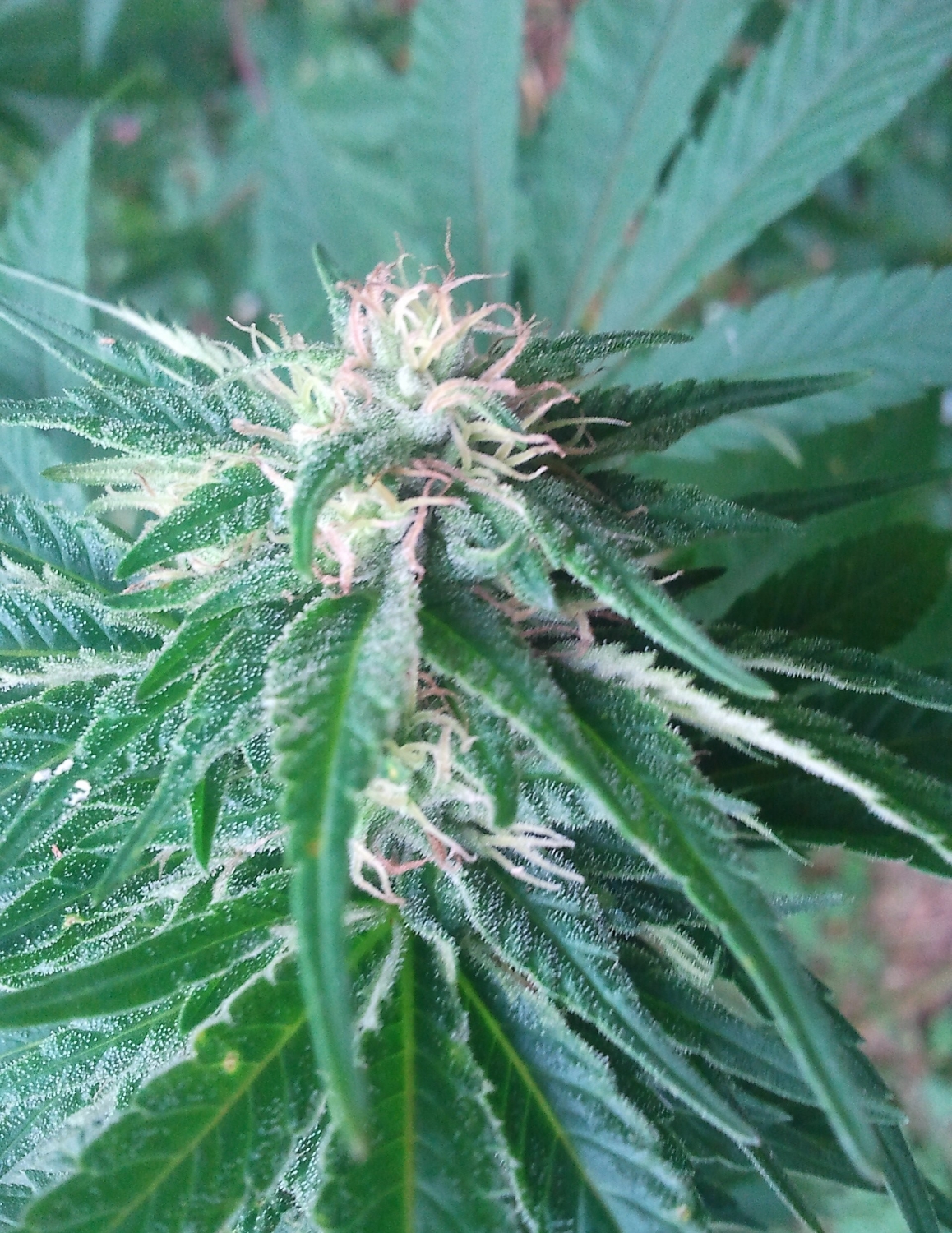 Satori Marijuana Seeds