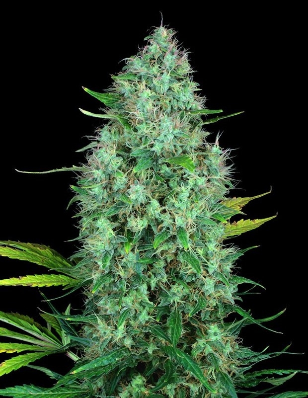 Serious 6 by Serious seeds