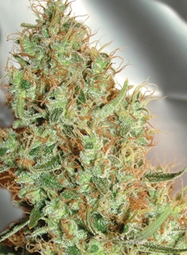 Silver Cheese by Big Buddha Seeds