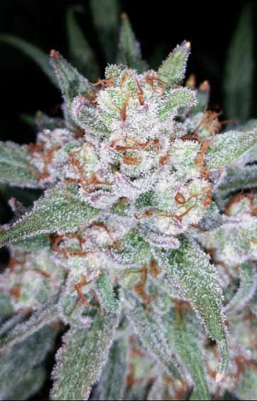 Skystomper Marijuana Seeds