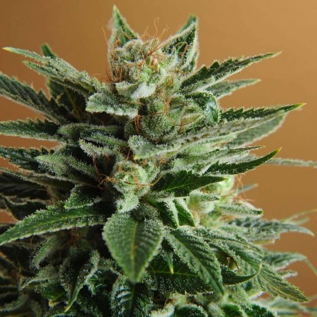 Snow White Marijuana Seeds