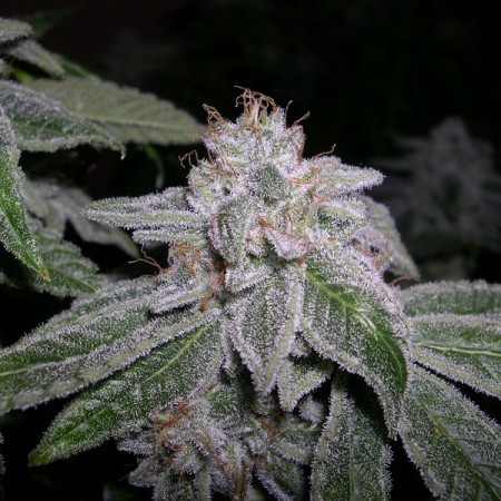 Sour Boggle by B.O.G. Seeds
