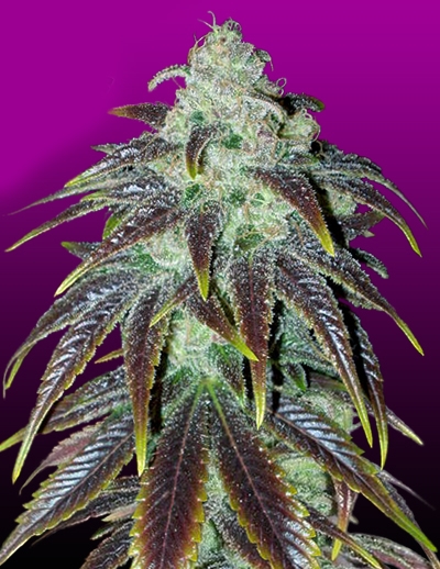 Sour Jack by Crop King Seeds
