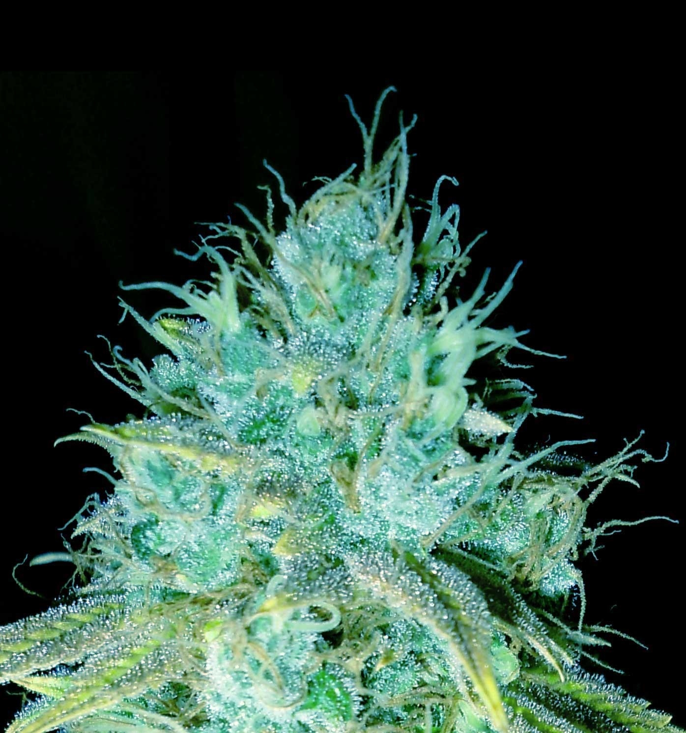Sour Puss by Emerald Triangle Seeds