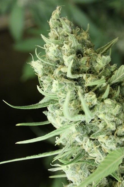 Sour Smurf Marijuana Seeds