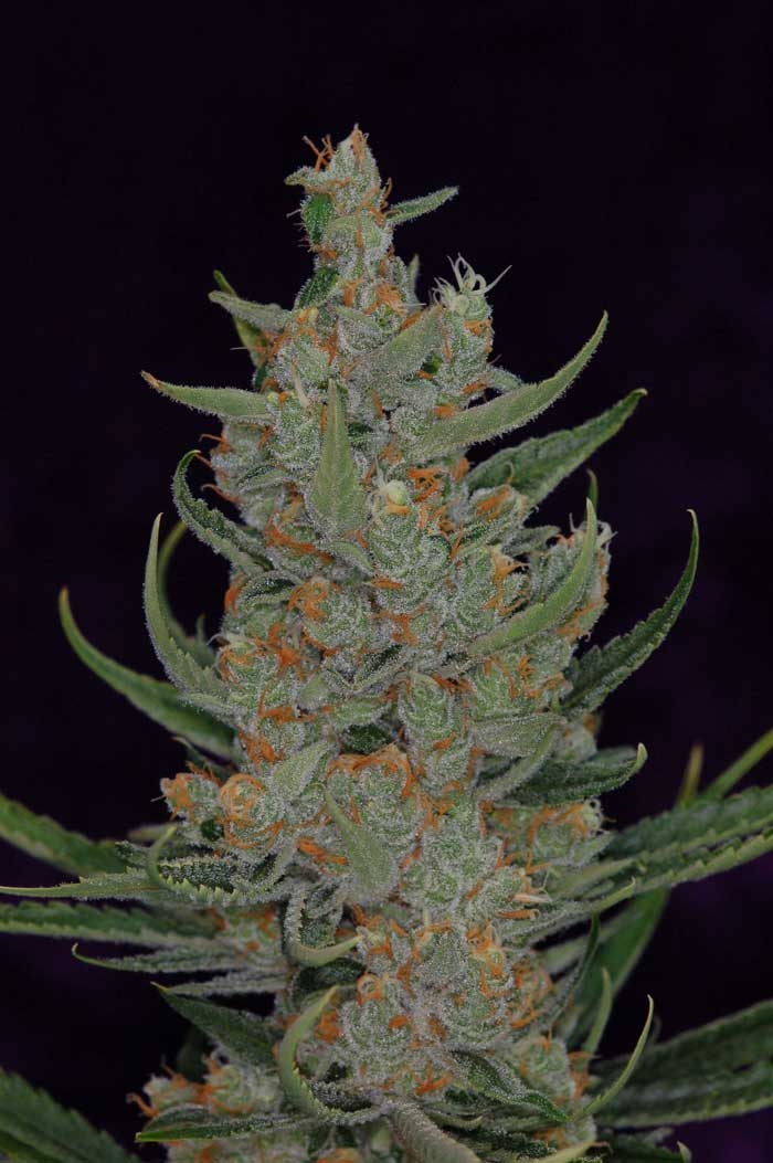 Space Bomb by TGA Genetics Subcool Seeds
