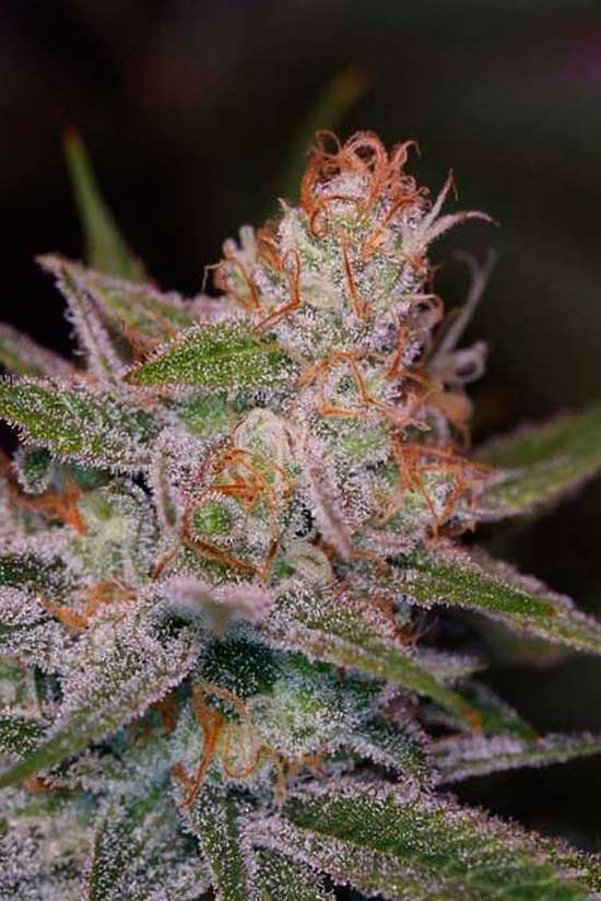 Space Dawg by TGA Genetics Subcool Seeds