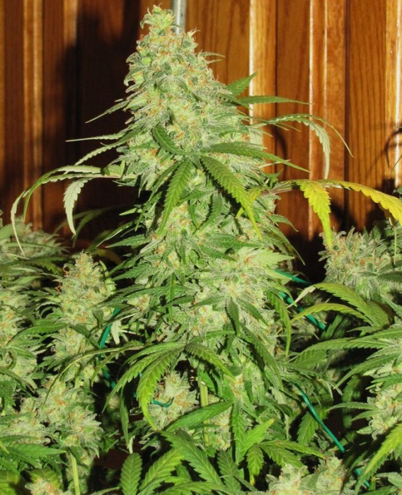 Star 47 Marijuana Seeds