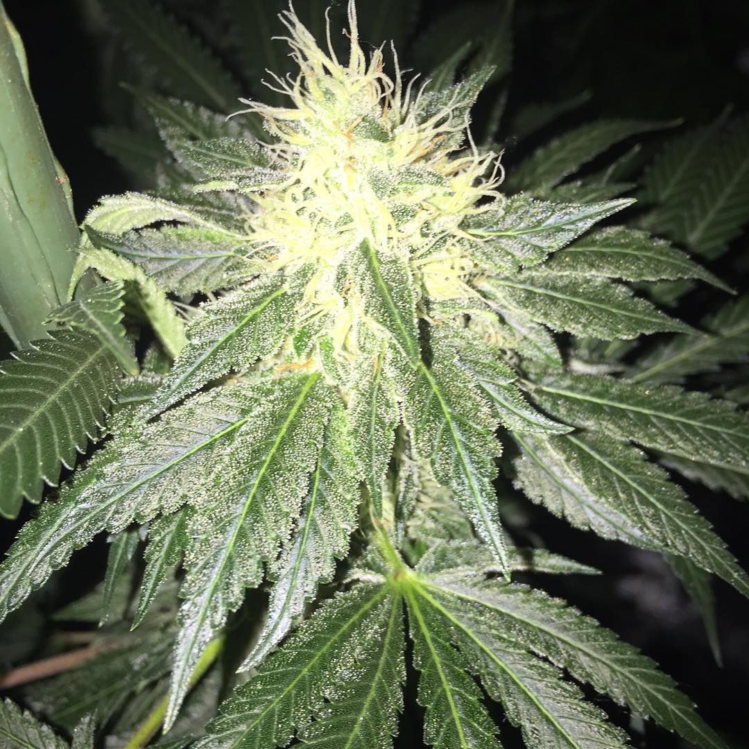 Star Dawg 4.0 by Top Dawg Seeds