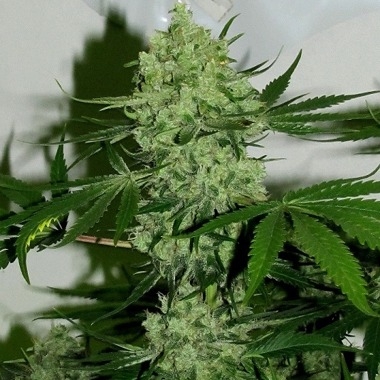 Star Doggie by Feminised Seeds Company
