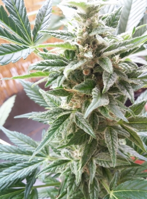 Stress Killer Automatic CBD by Royal Queen Seeds