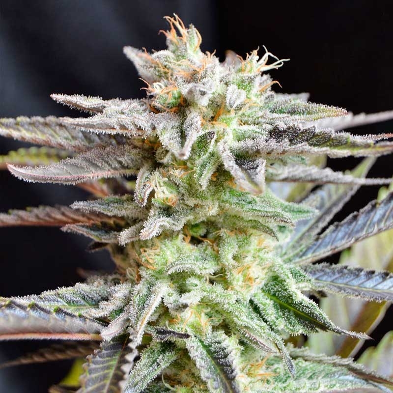 Sugar Black Rose by Delicious Seeds