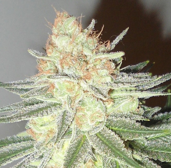 Sweet Candy Cane by Emerald Triangle Seeds