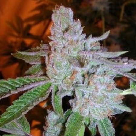 Tahoe OG Kush Marijuana Seeds