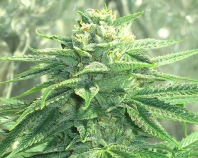 The Funk by Dungeons Vault Genetics