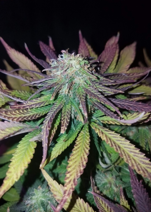 The Original Skunk #1 Marijuana Seeds