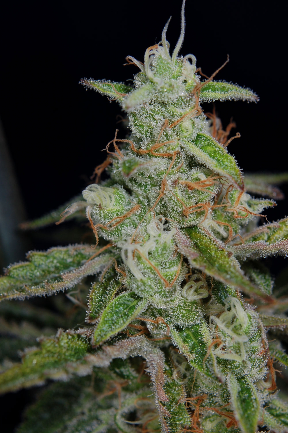 The Third Dimension by TGA Genetics Subcool Seeds