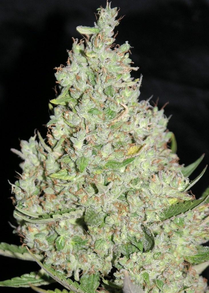The Ultimate Marijuana Seeds