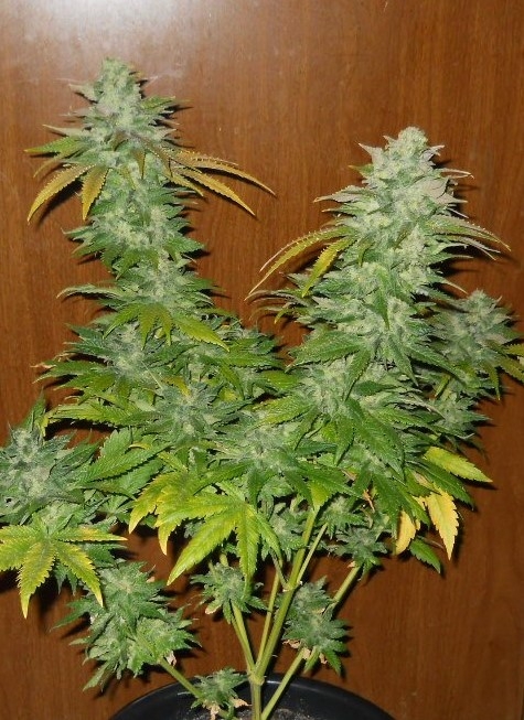 TNT Kush Marijuana Seeds