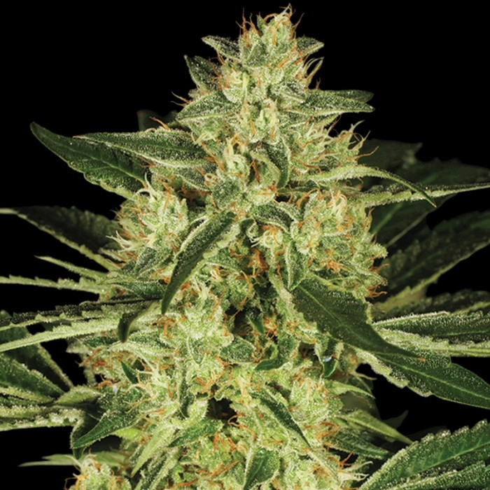 Tora Bora Marijuana Seeds