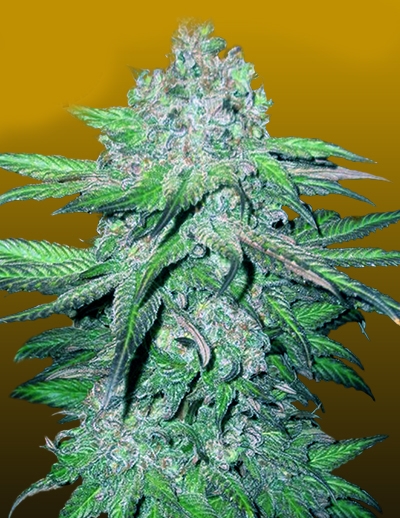 Train Wreck by Crop King Seeds