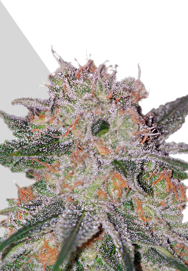 Trans Siberian by Auto Seeds