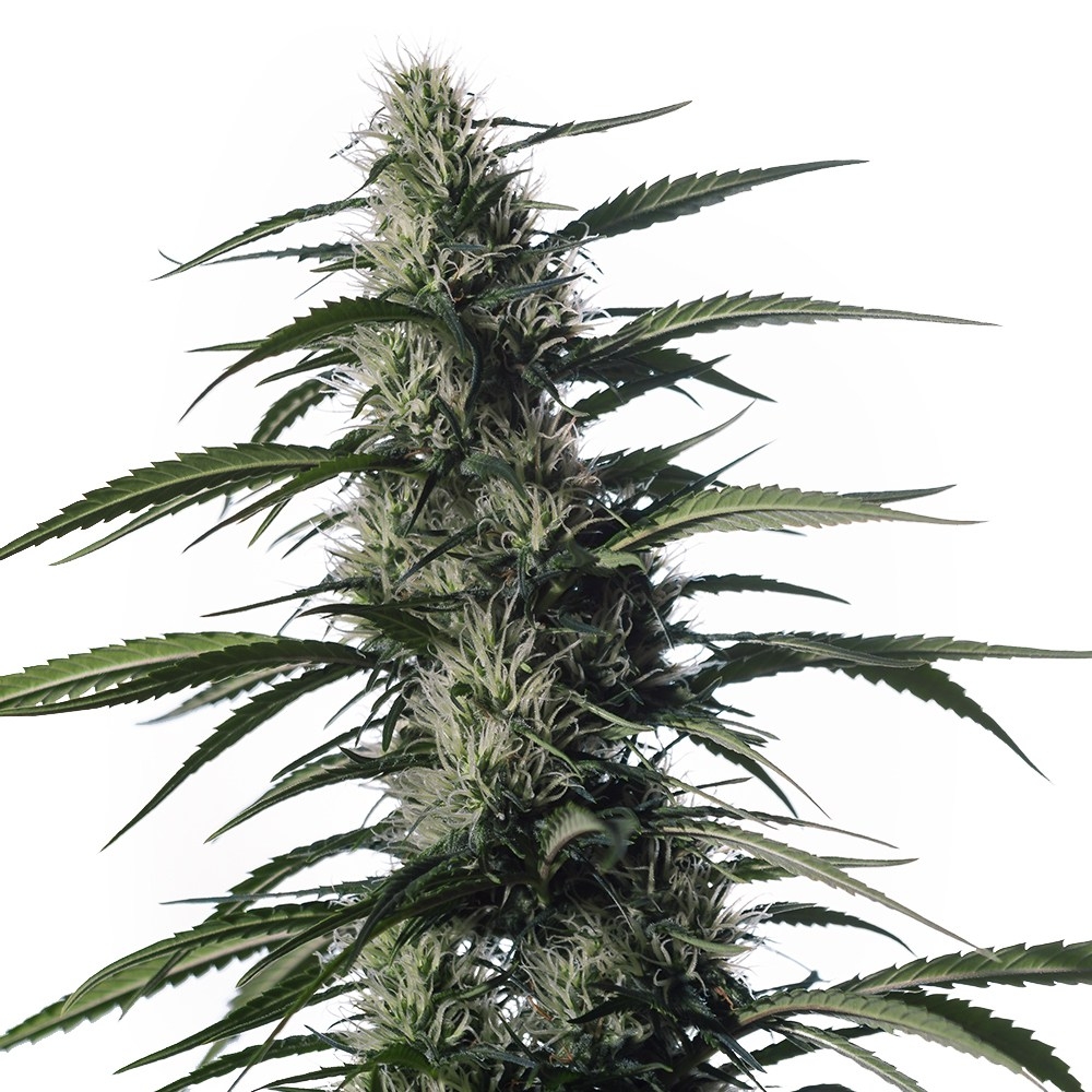 Txaki (TX-1) Marijuana Seeds