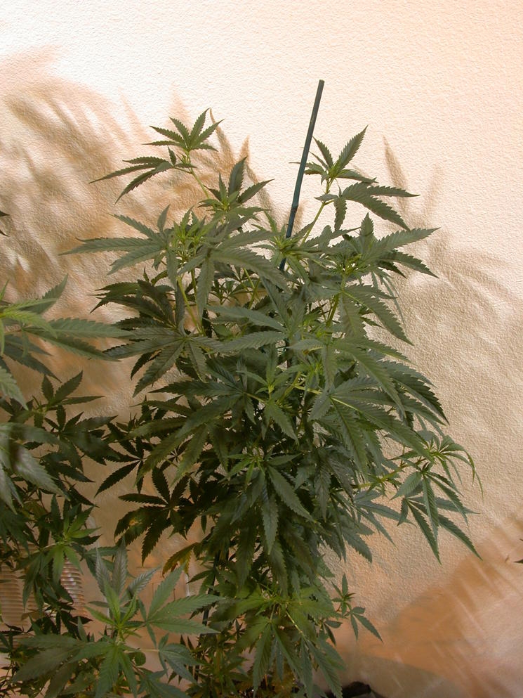Velvet Rush Marijuana Seeds
