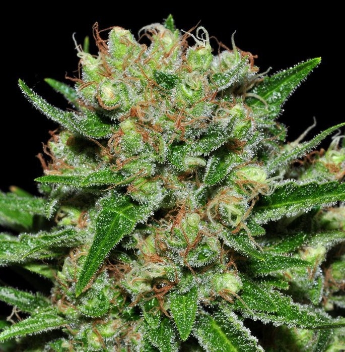 Veneno Marijuana Seeds