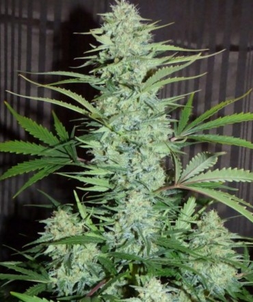 White&#039;n&#039;Bubbly Marijuana Seeds