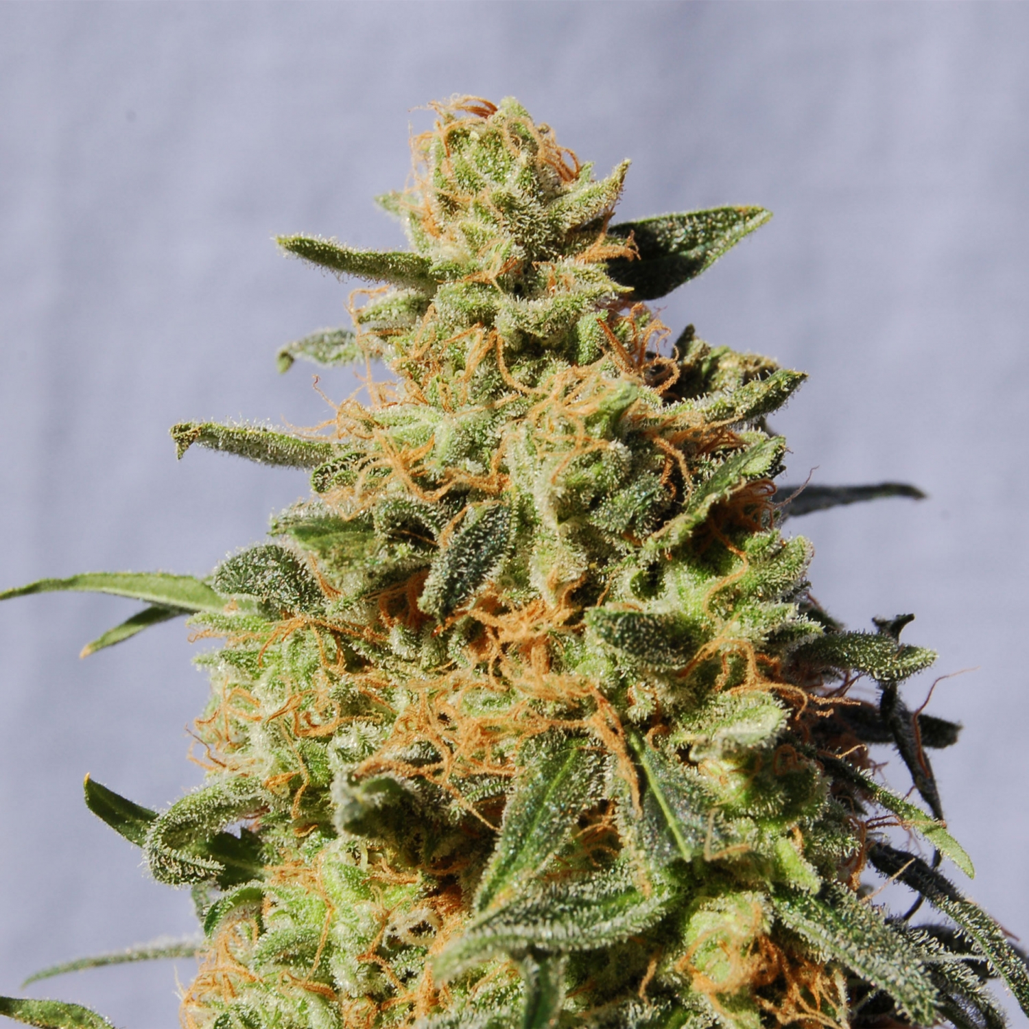 White Domina by 