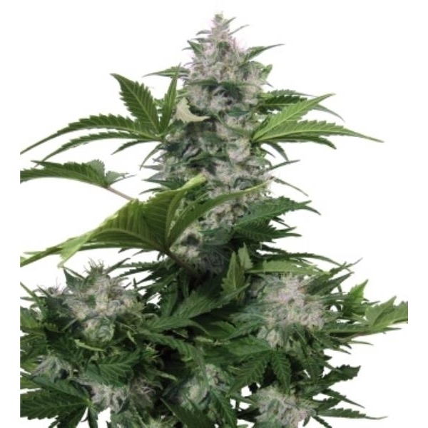 White Dwarf Marijuana Seeds