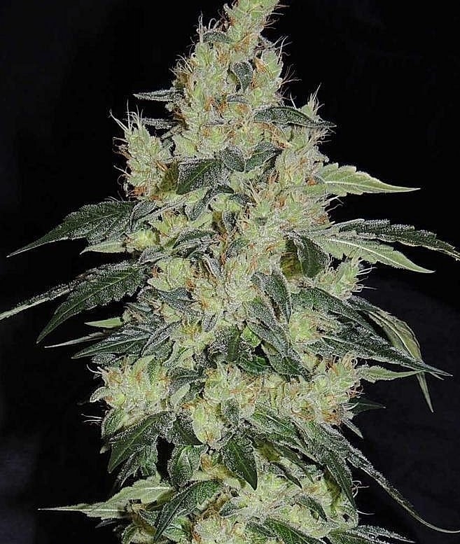 White Snake LTD by Karma Genetics