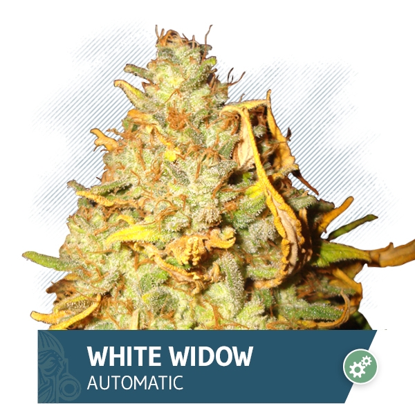 White Widow Automatic Marijuana Seeds