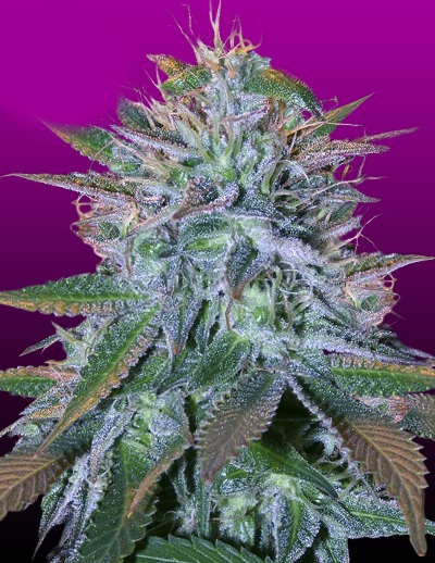 White Widow by Crop King Seeds