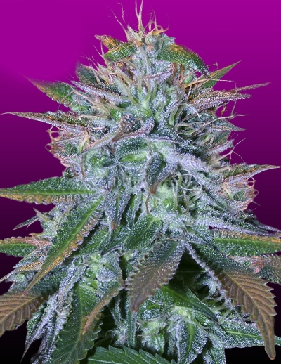 White Widow Marijuana Seeds