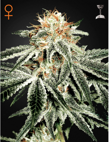 White Widow by Green House Seeds