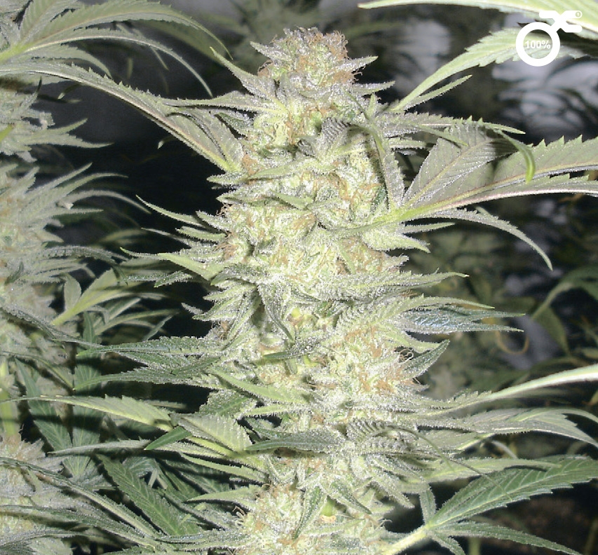 White Widow by Medical Seeds