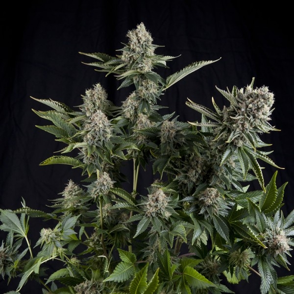 White Widow by Pyramid Seeds