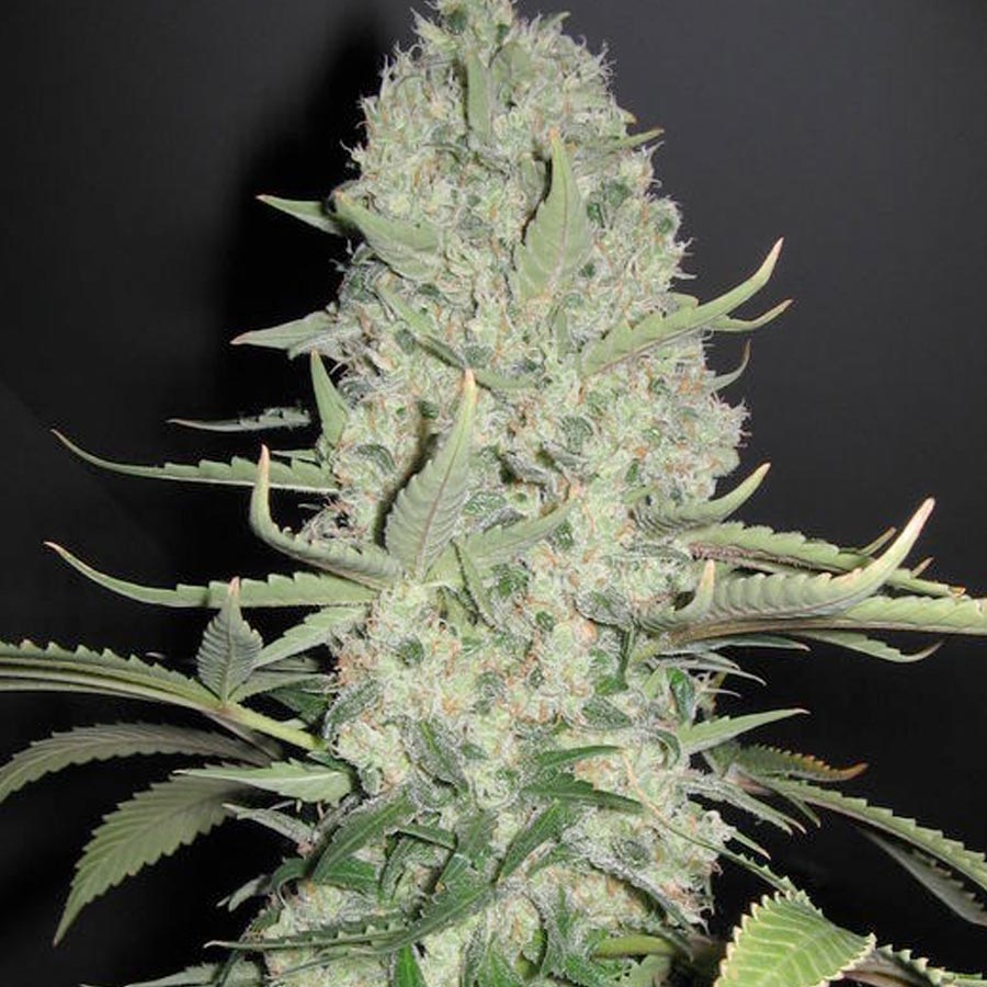 White Widow X Big Bud Marijuana Seeds