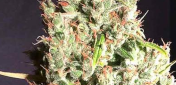 Chicle Strain Information