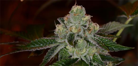 GSC - Girl Scout Cookies Strain Information