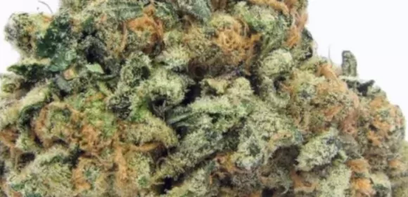 Corleone Kush Strain Growing Tips And Medical Effects